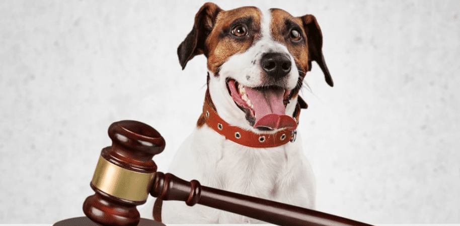 Simple guide on when do I need a lawyer for a dog bite in Canada.